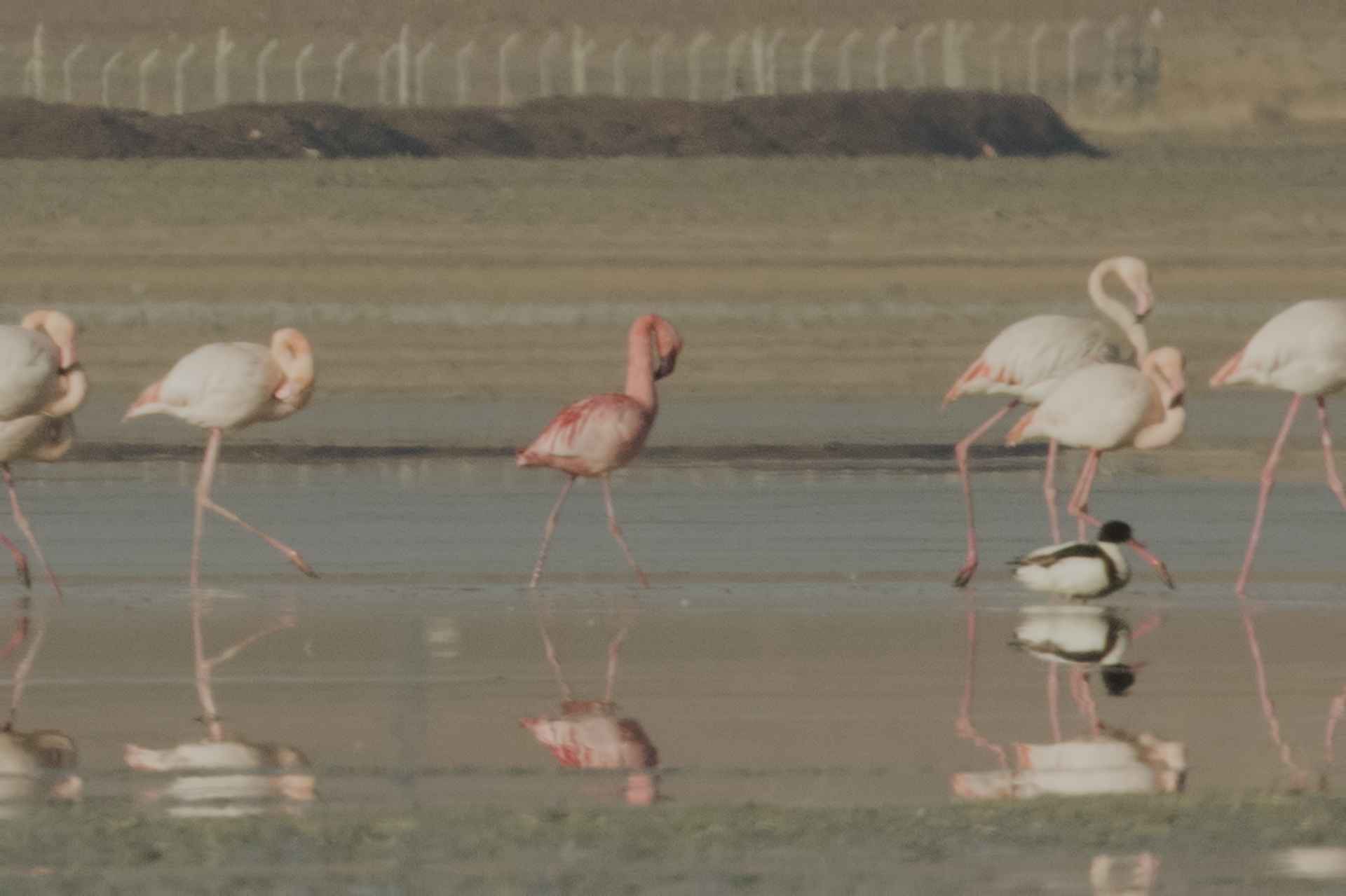 Küçük flamingo